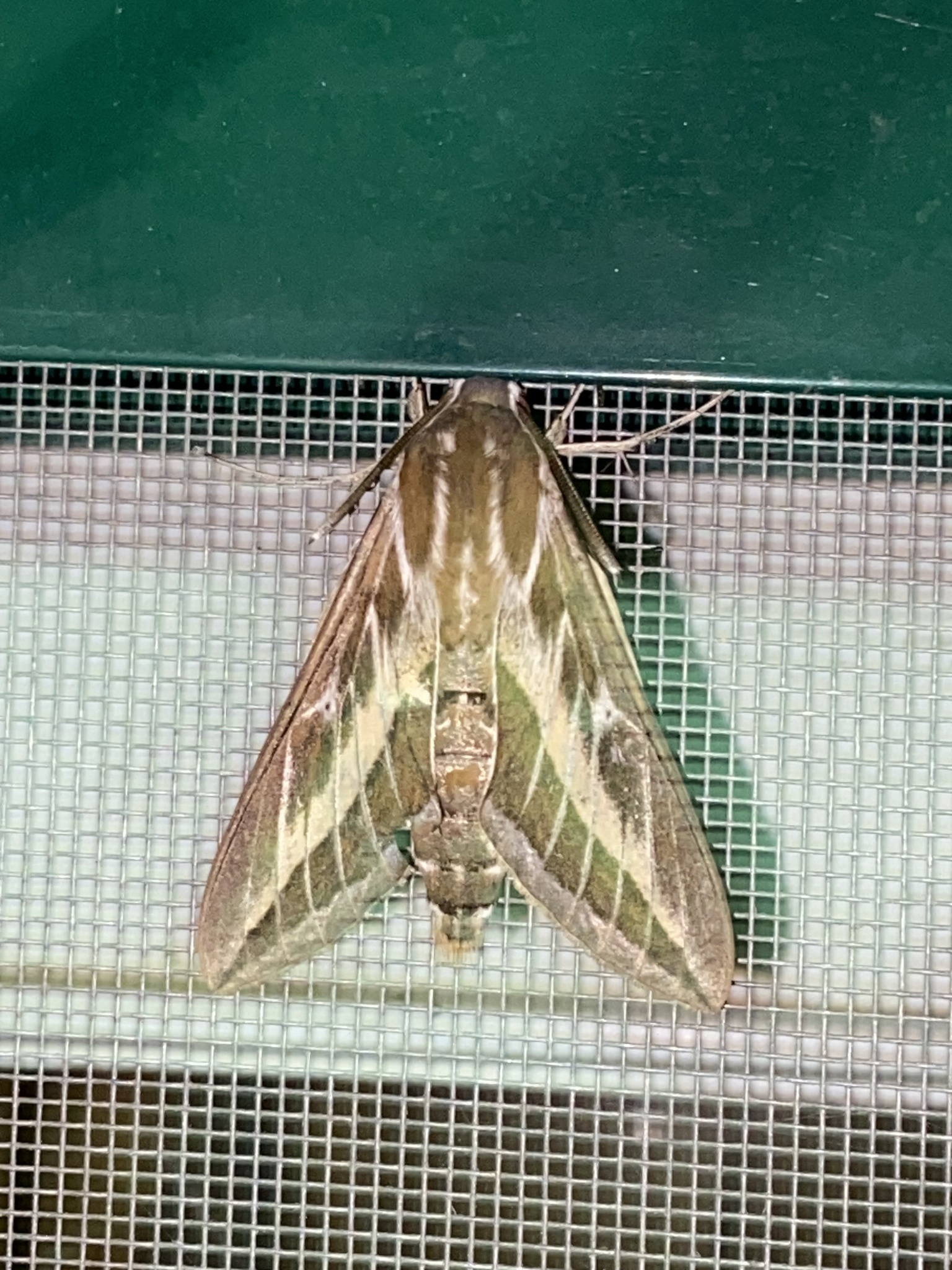 Hyles livornica