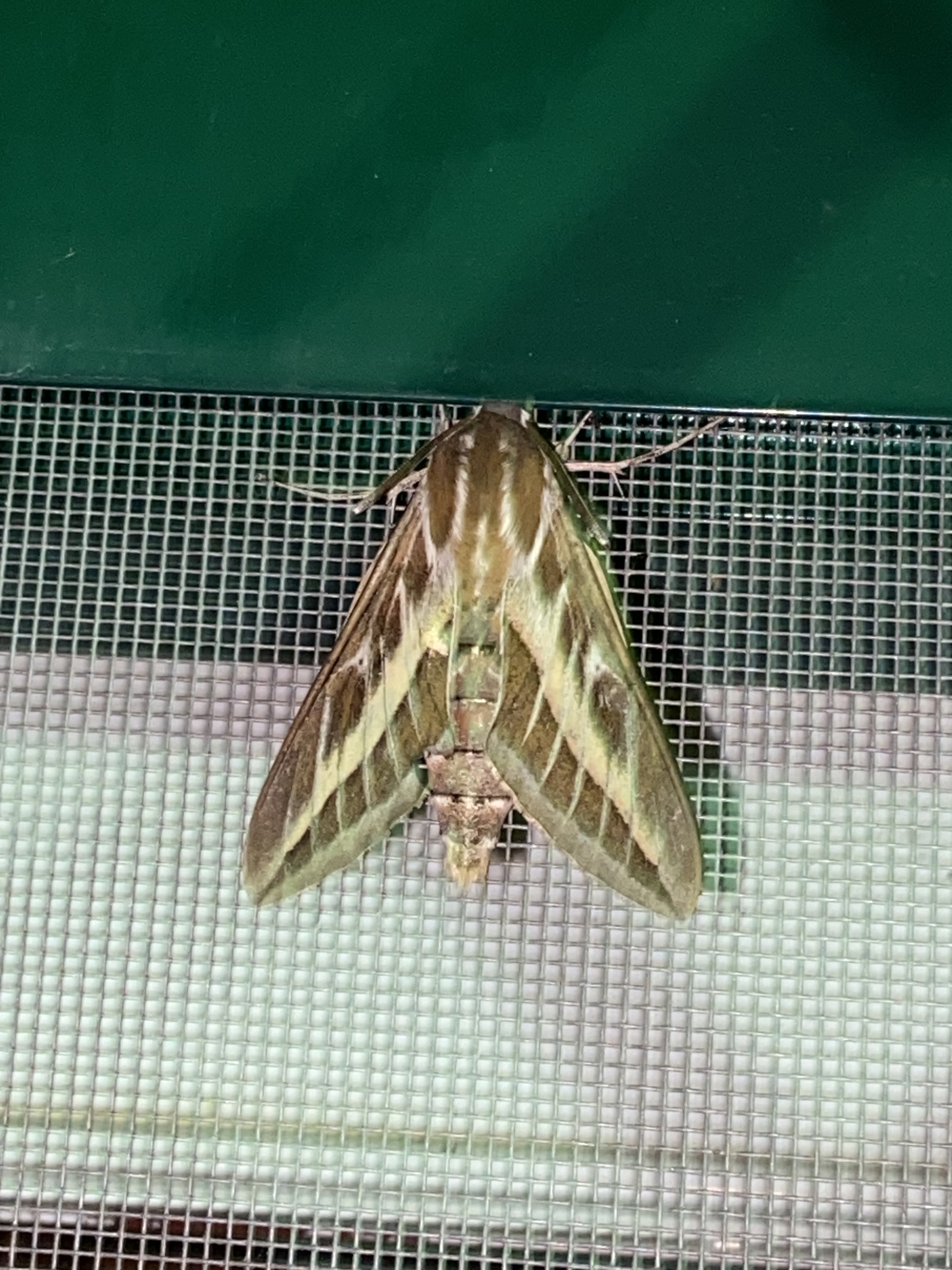 Hyles livornica