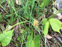 Carex aurea
