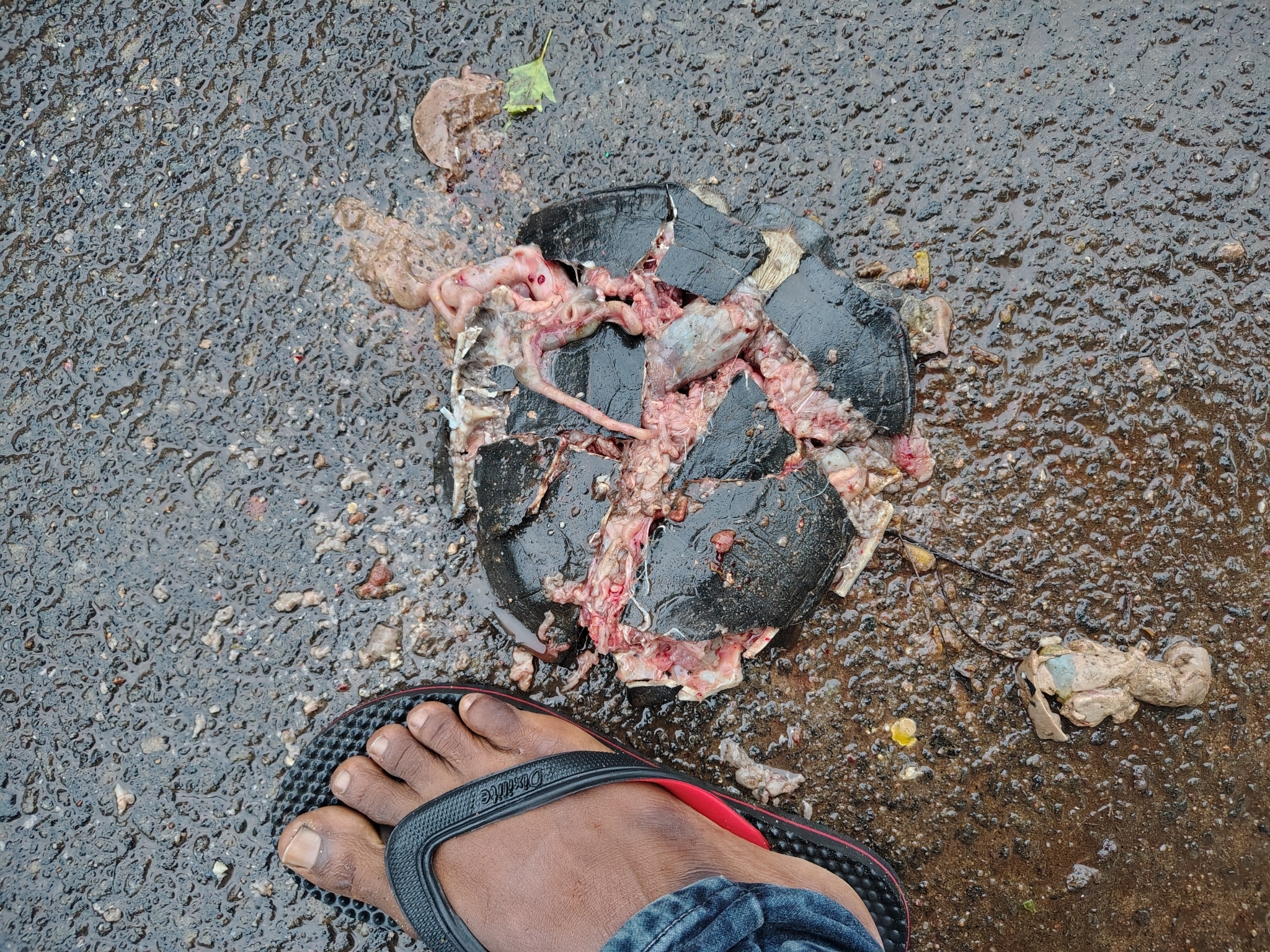 Indian Black Turtle