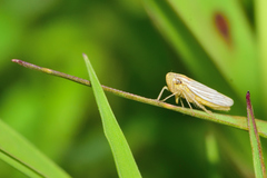 Plesiommata mollicula