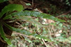 Notogrammitis pseudociliata