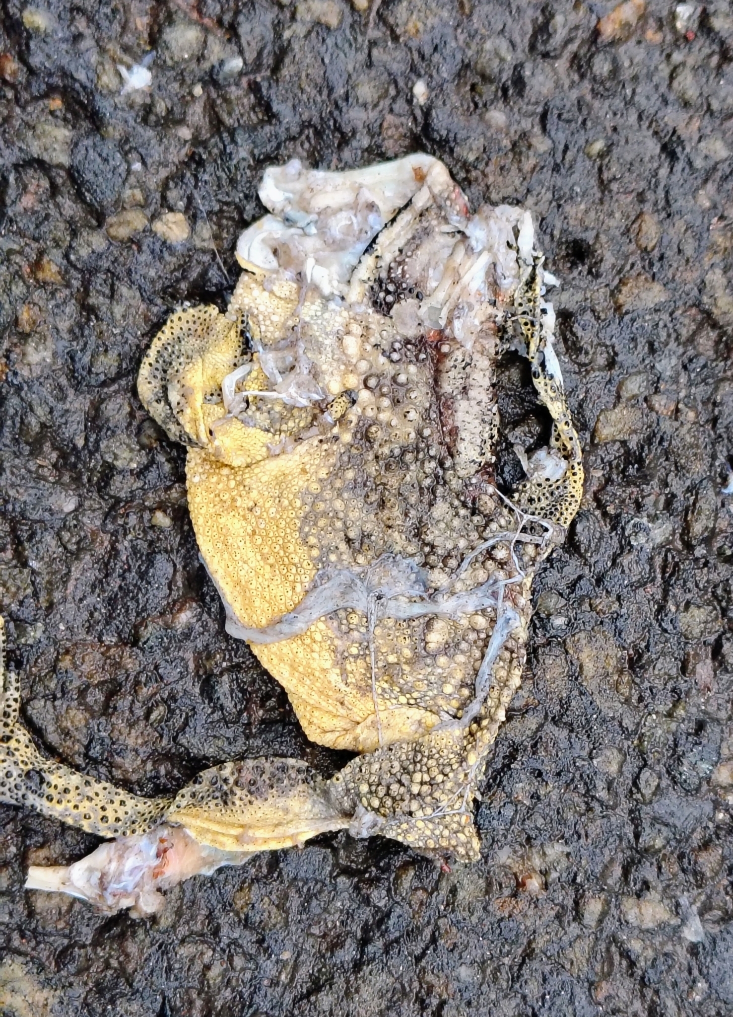 Indian Common True Toad