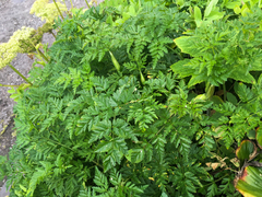 Conioselinum