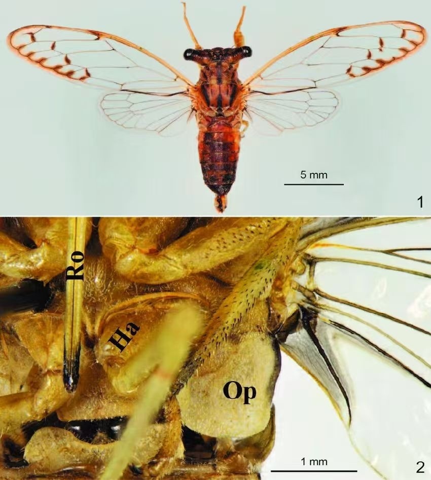 Cicadmalleuini