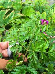 Conioselinum