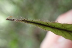 Notogrammitis pseudociliata