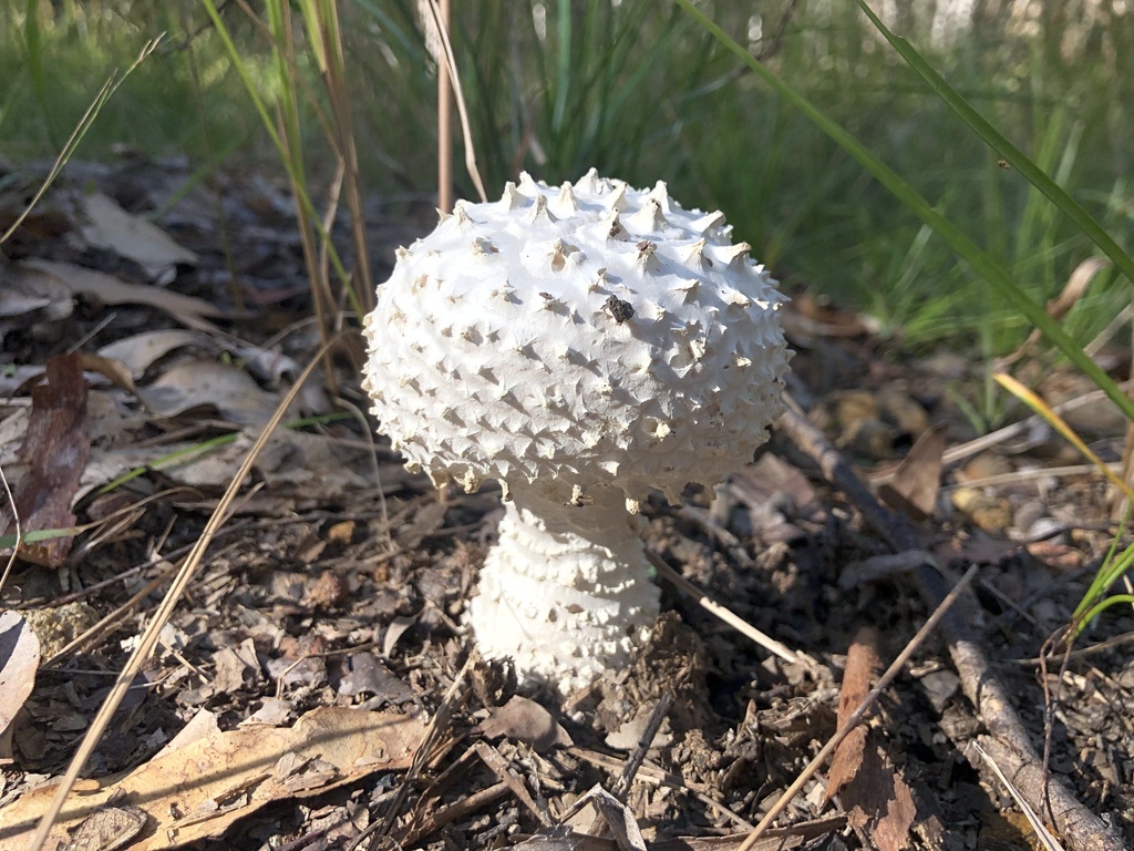 Amanita pyramidifera · May 2025 · photo: © samb0 (iNaturalist, cc-by)