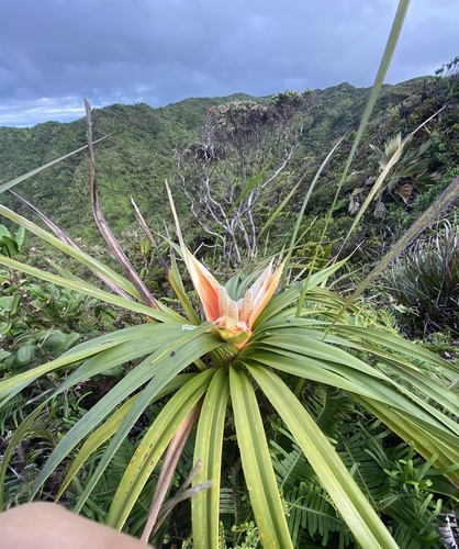 Freycinetia arborea