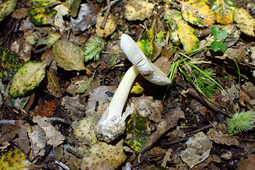 Amanita taiepa