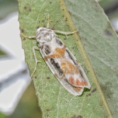 Cyana gelida