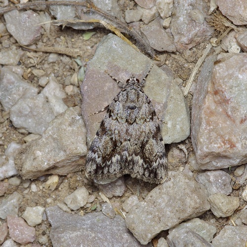 Girlfriend and Little Lined Underwings photo 6