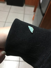 Comostolopsis stillata