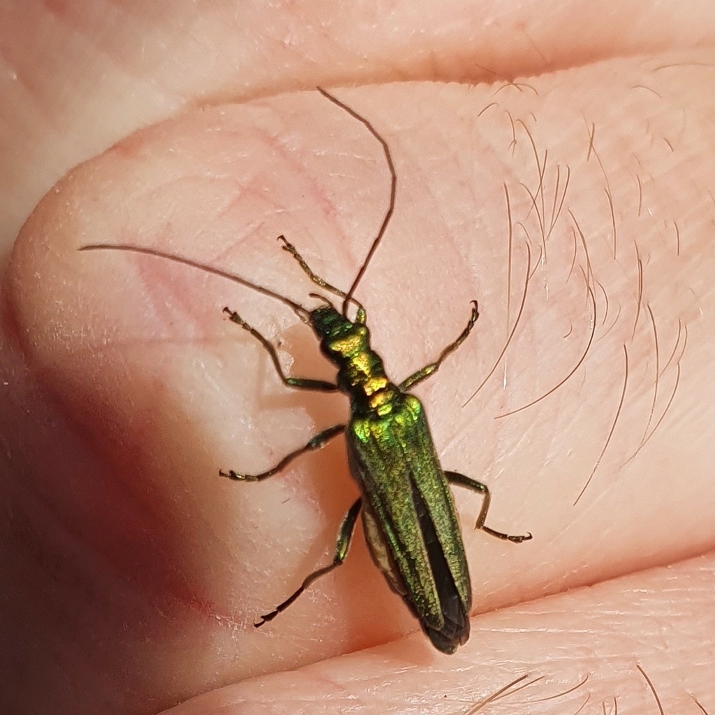 Grüner Scheinbockkäfer