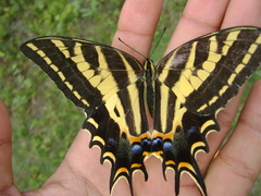 Papilio pilumnus