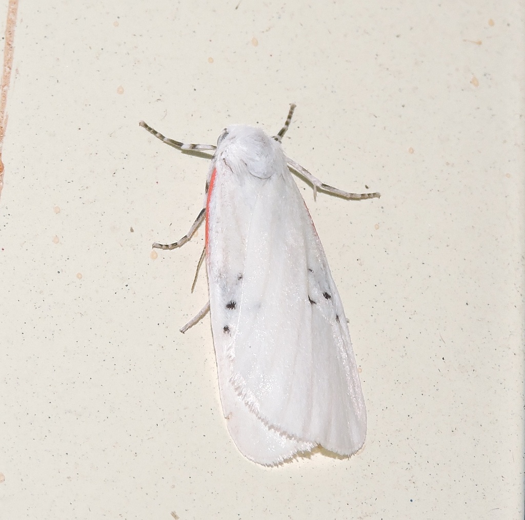 Cyana candida