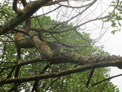 Fringilla coelebs moreletti