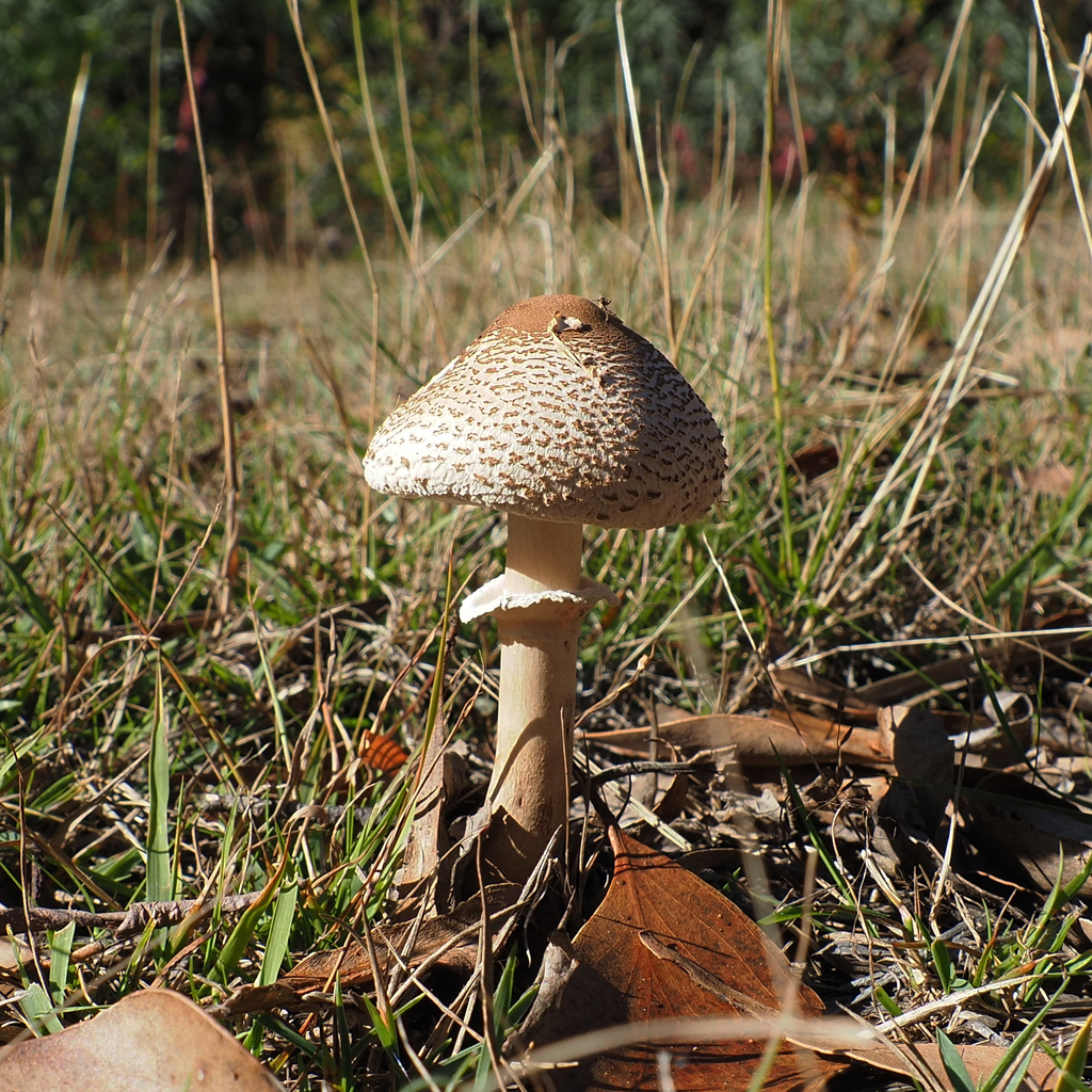 Macrolepiota clelandii · May 2025 · photo: © cowirrie (iNaturalist, cc0)