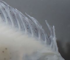 Scophthalmus rhombus