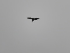 Buteo buteo rothschildi
