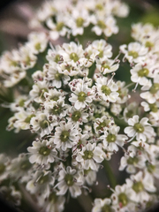 Conioselinum