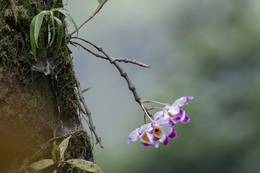 Dendrobium wardianum R.Warner 3