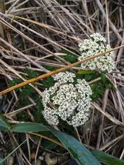 Conioselinum