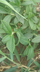 Struchium sparganophorum