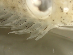 Scophthalmus rhombus