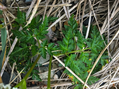 Conioselinum