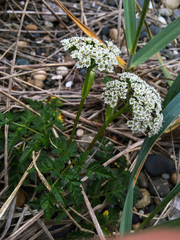 Conioselinum