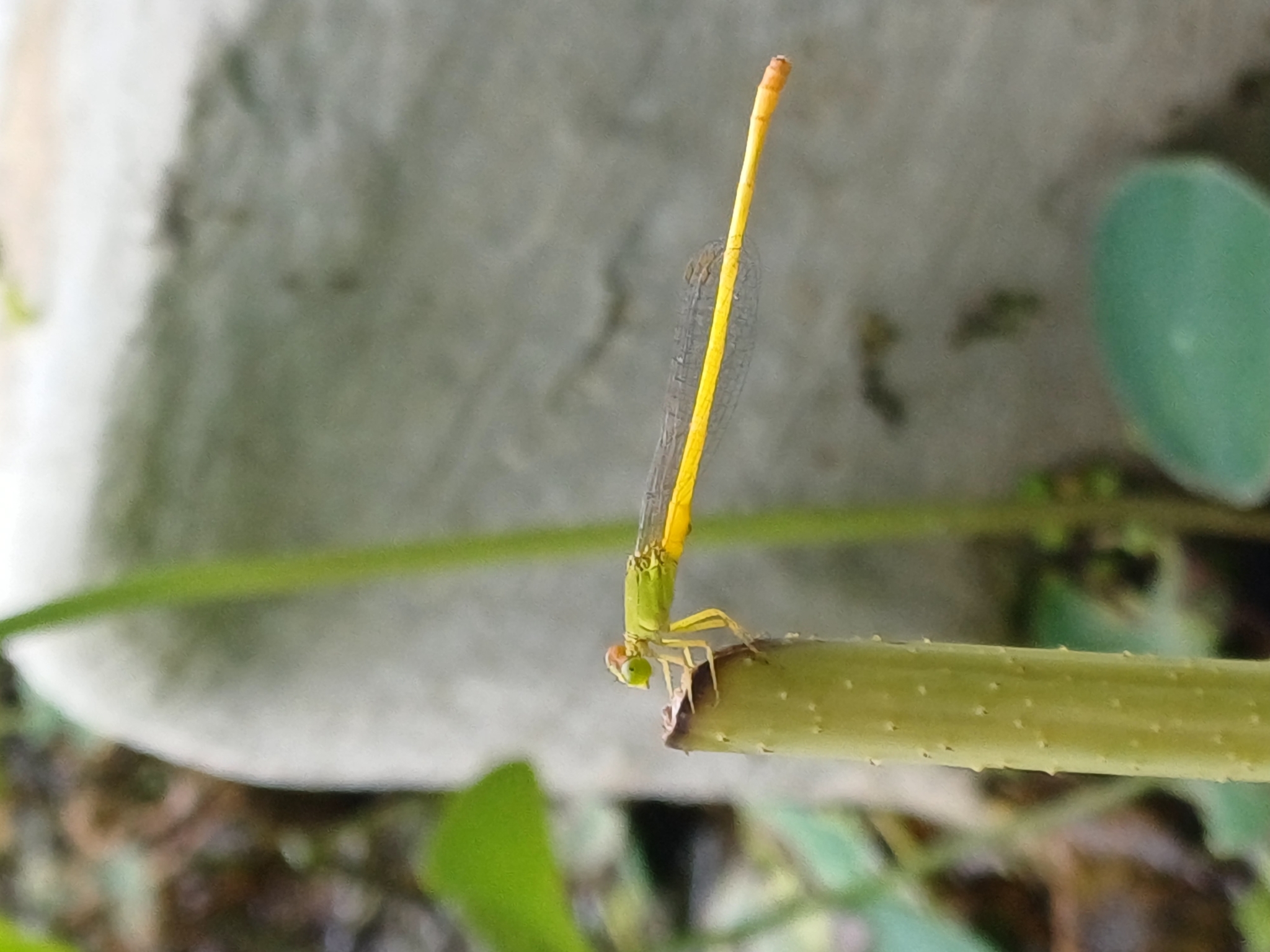 Coromandel Marsh Dart