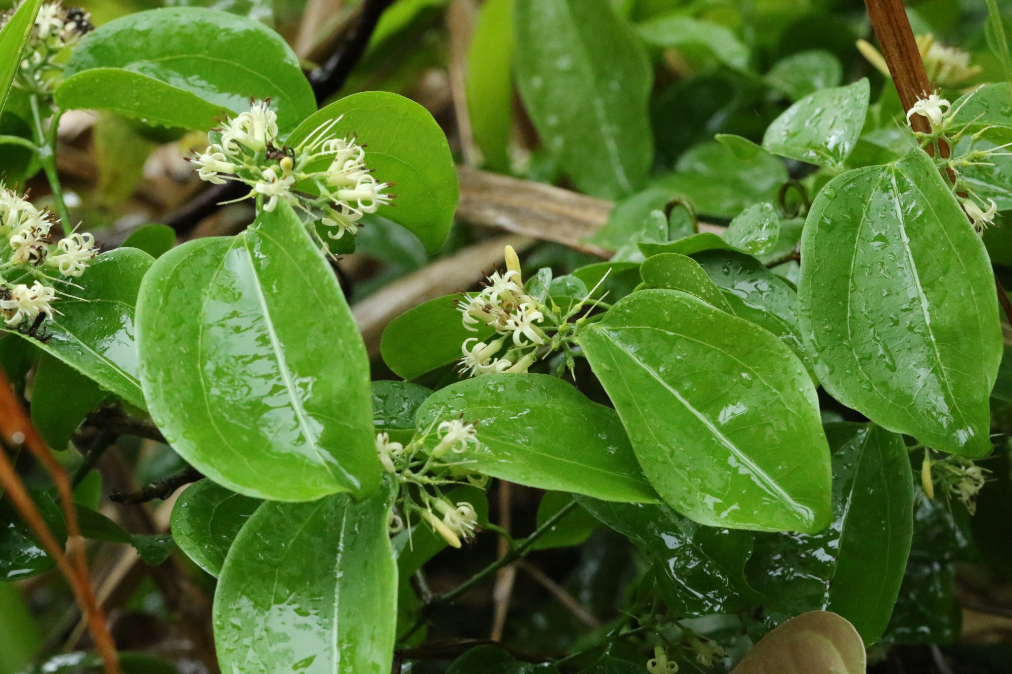 Narrow-Flowered Poison-Nut (Strychnos angustiflora)