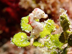 Coleman's Pygmy Seahorse photo 1