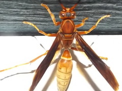 Polistes mexicanus
