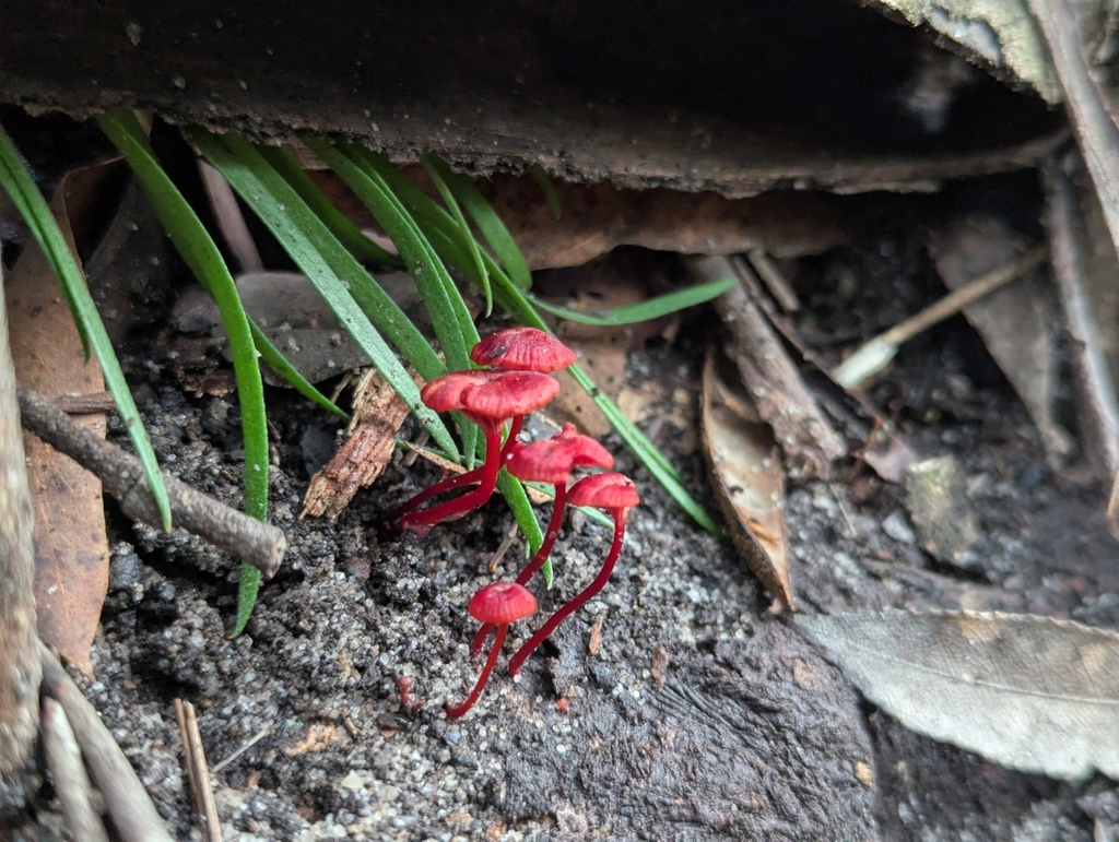 Ruby Bonnot ruby bonnet from Bundanoon NSW 2578, Australia on May 24, 2025 at 02:34 ...