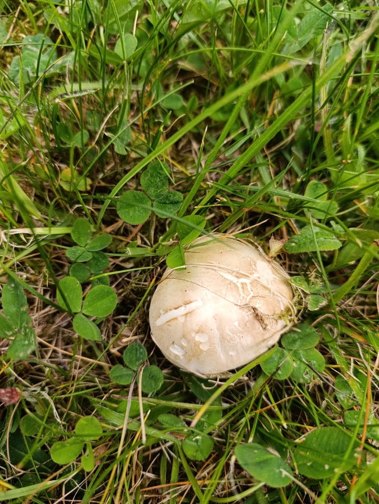 Gęśnica Wiosenna