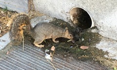 Sciurus niger