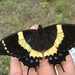 Papilio abderus - Photo (c) Jesus Vadillo, μερικά δικαιώματα διατηρούνται (CC BY-NC), uploaded by Jesus Vadillo