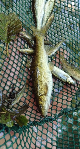 Thracian Barbel