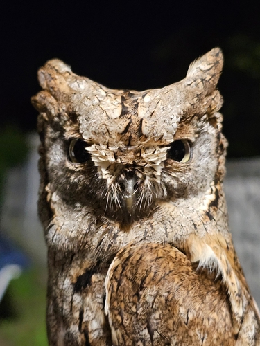 Autillo europeo (Otus scops)