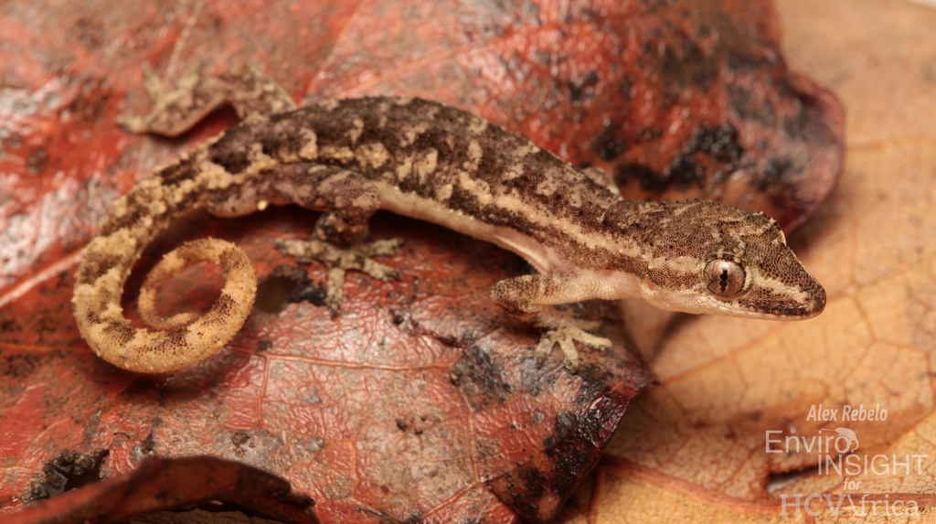 Malanje Half-Toed Gecko