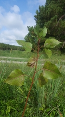 Populus deltoides deltoides