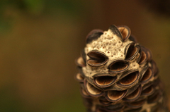 Banksia integrifolia