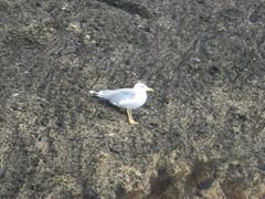 Larus michahellis atlantis