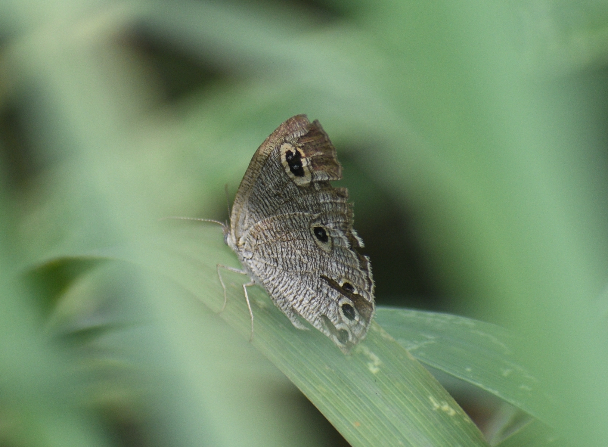 Common Four-Ring
