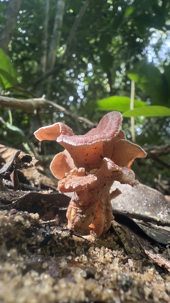 Trechispora thelephora · May 2025 · photo: © sheylarossi (iNaturalist, cc-by-sa)