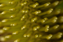 Banksia integrifolia