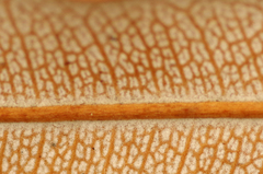 Banksia integrifolia