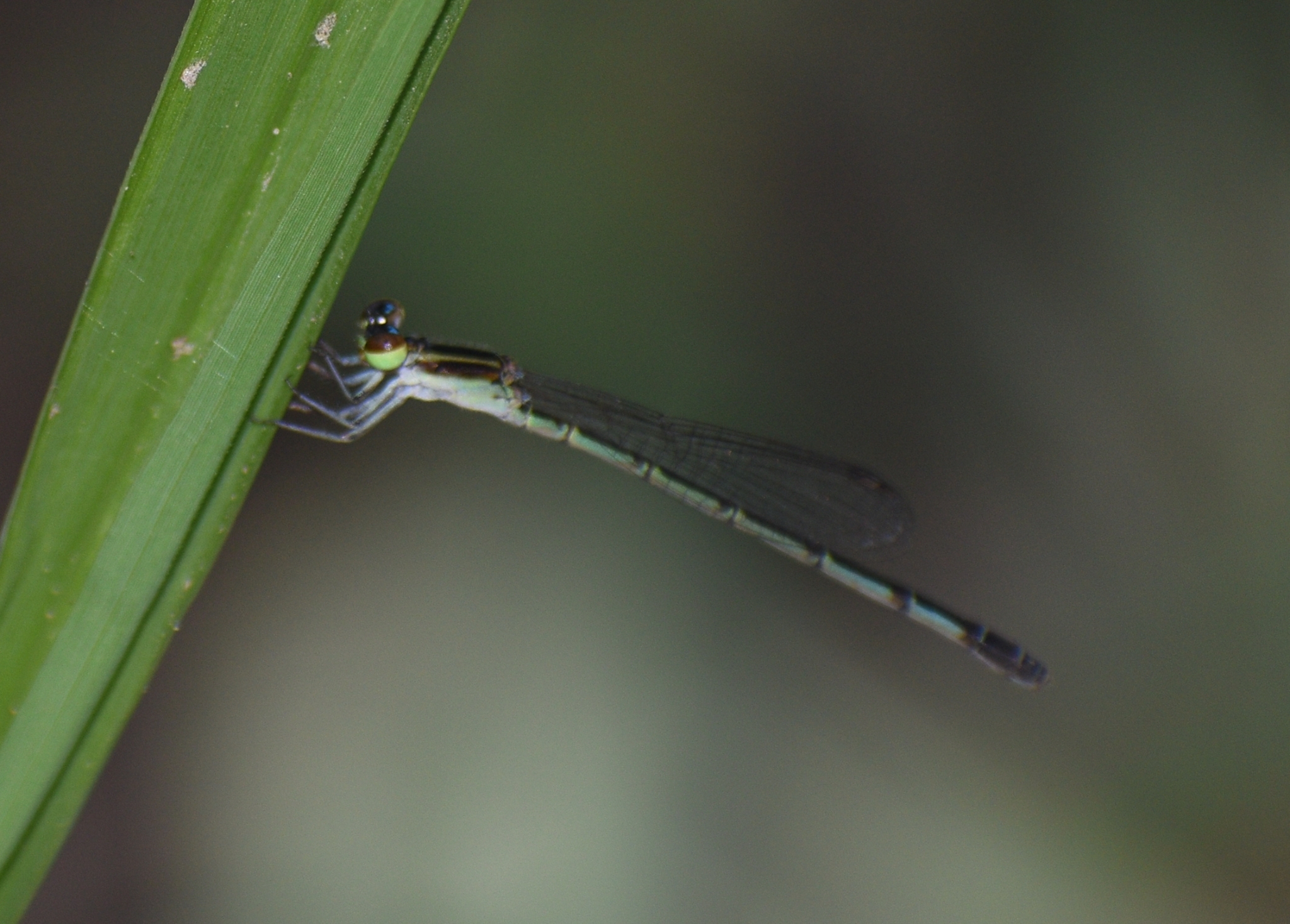 Blue-Spotted Wisp